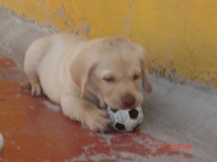 Fotos de perros